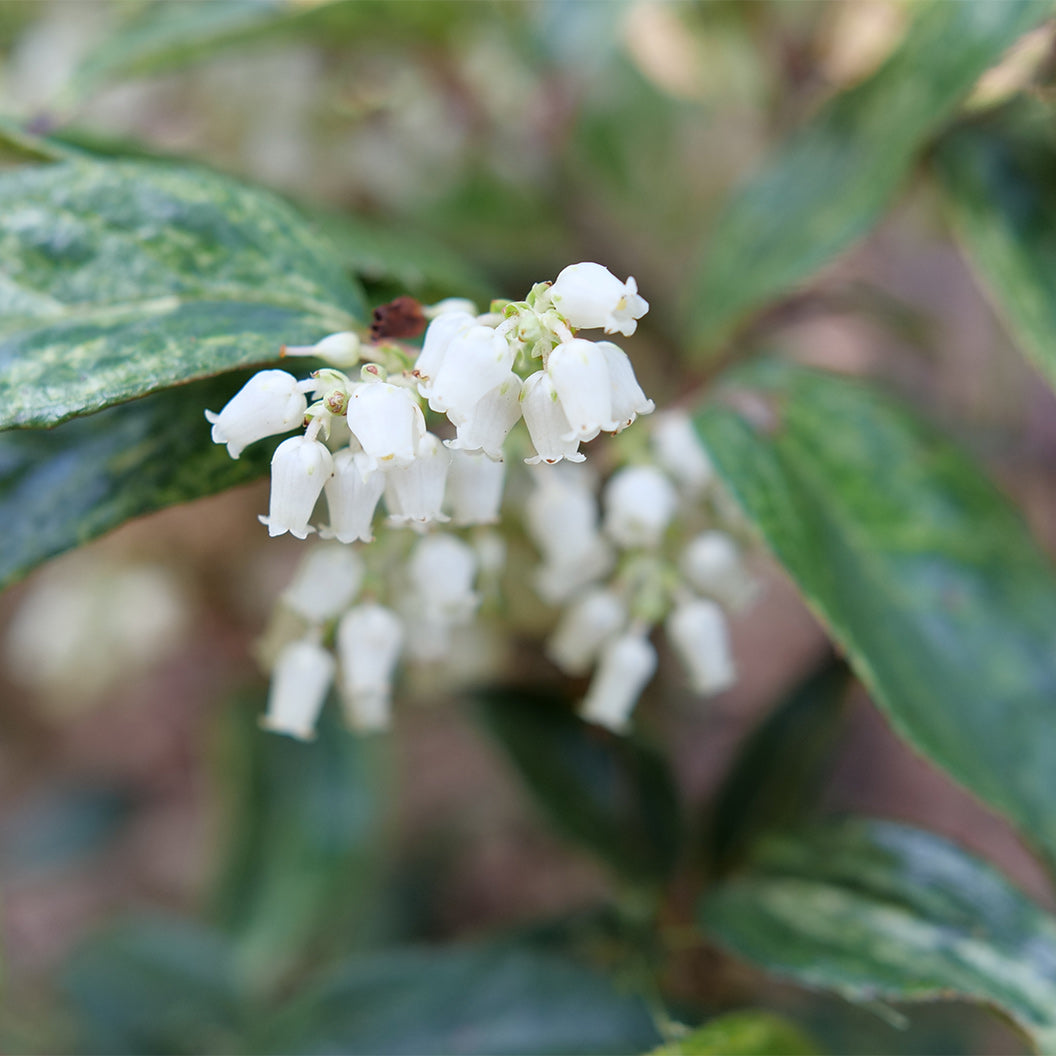 Proven Winners® Paisley Pup® Leucothoe - Image 2