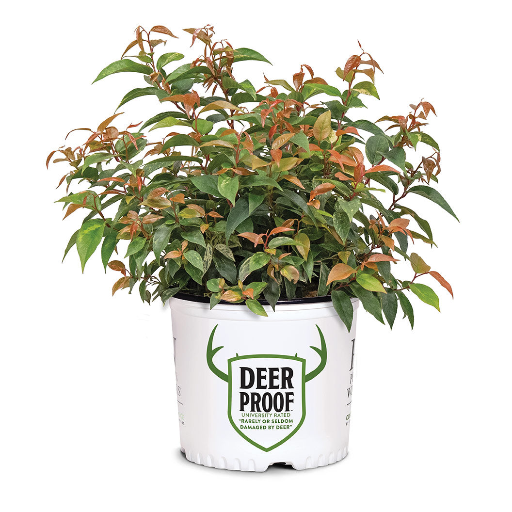 Proven Winners® Paisley Pup® Leucothoe - Image 3