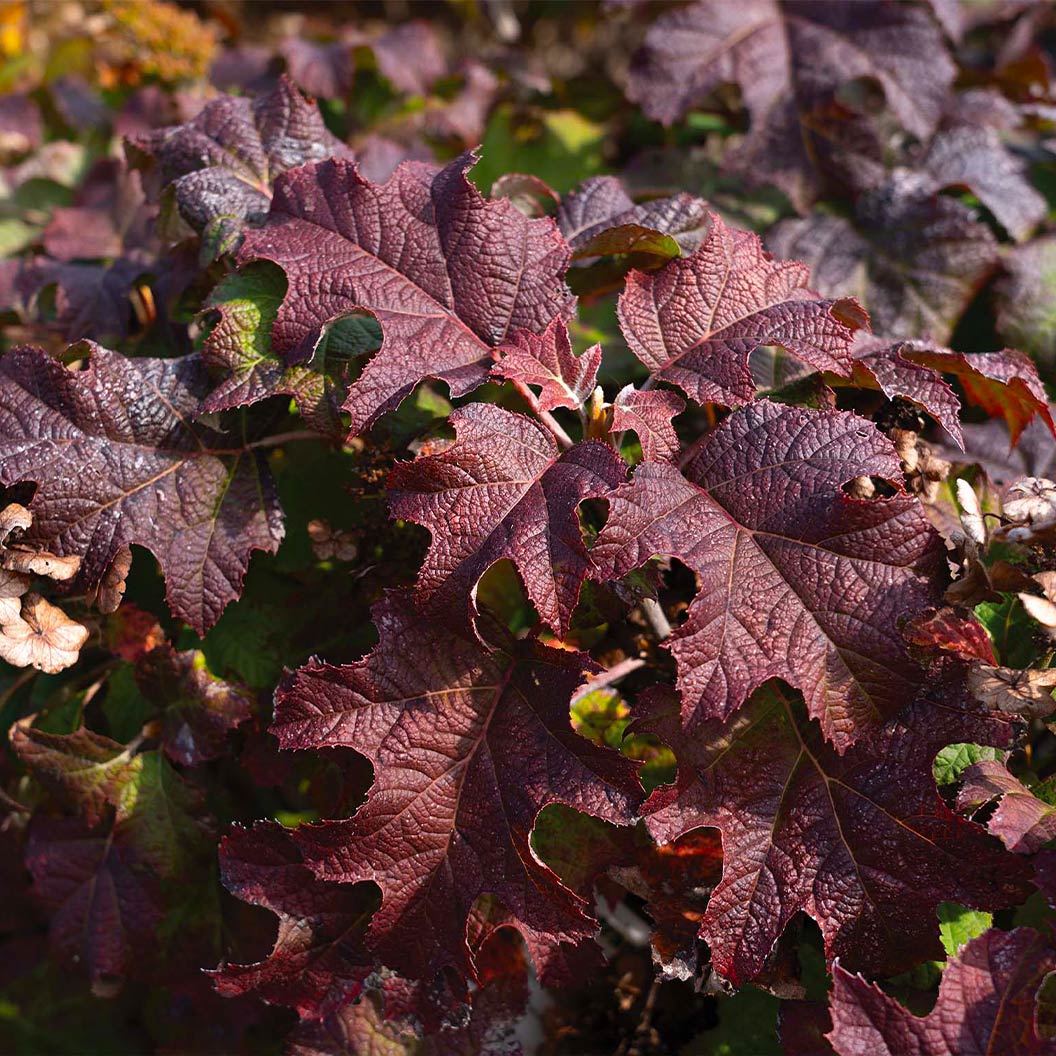 Lil' Annie Oakleaf Hydrangea Shrub - Image 2