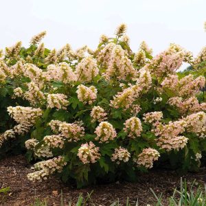 Lil' Annie Oakleaf Hydrangea Shrub