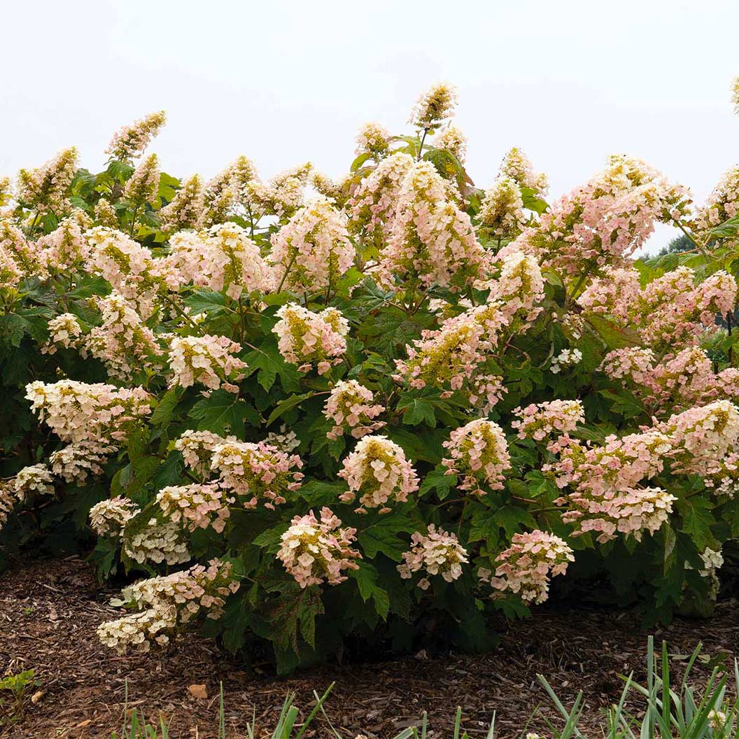 Lil' Annie Oakleaf Hydrangea Shrub