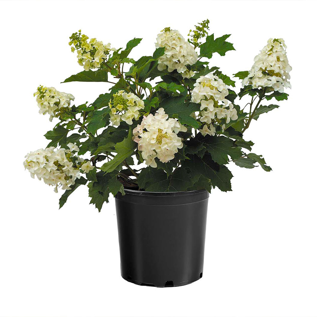 Lil' Annie Oakleaf Hydrangea Shrub - Image 4