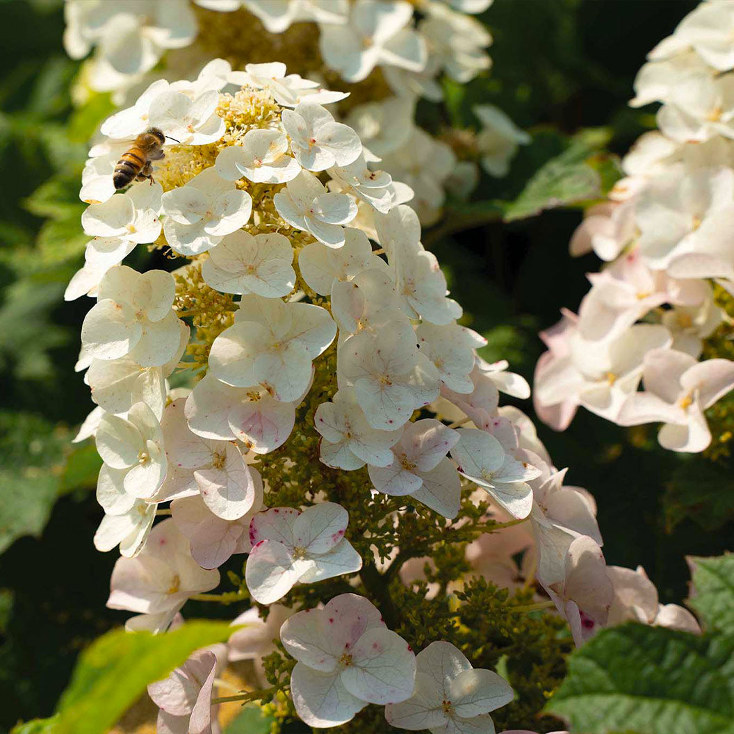 Lil' Annie Oakleaf Hydrangea Shrub - Image 3