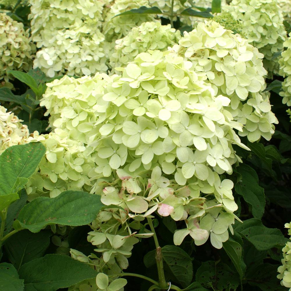Proven Winners® Limelight Hydrangea Tree - Image 3
