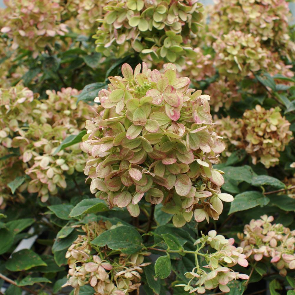 Proven Winners® Limelight Hydrangea Tree - Image 4