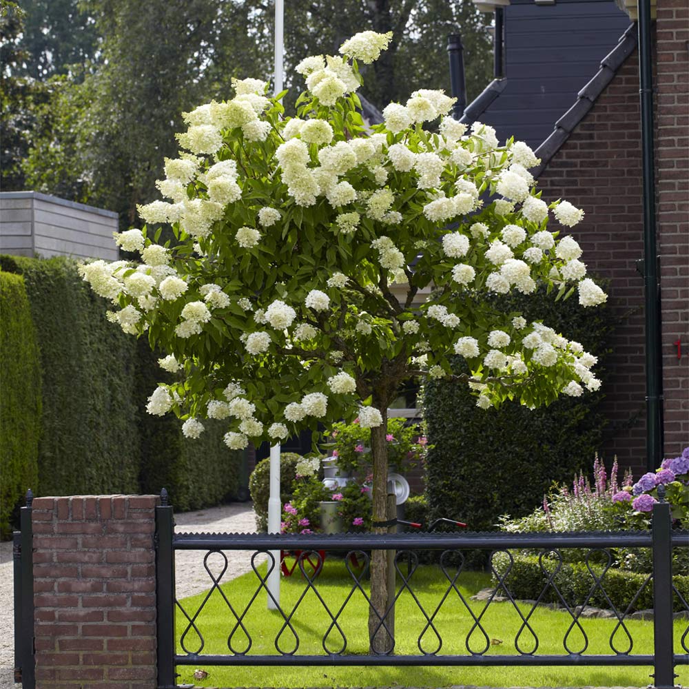 Proven Winners® Limelight Hydrangea Tree - Image 2