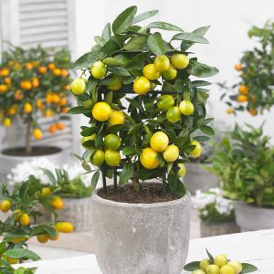 Limequat Tree