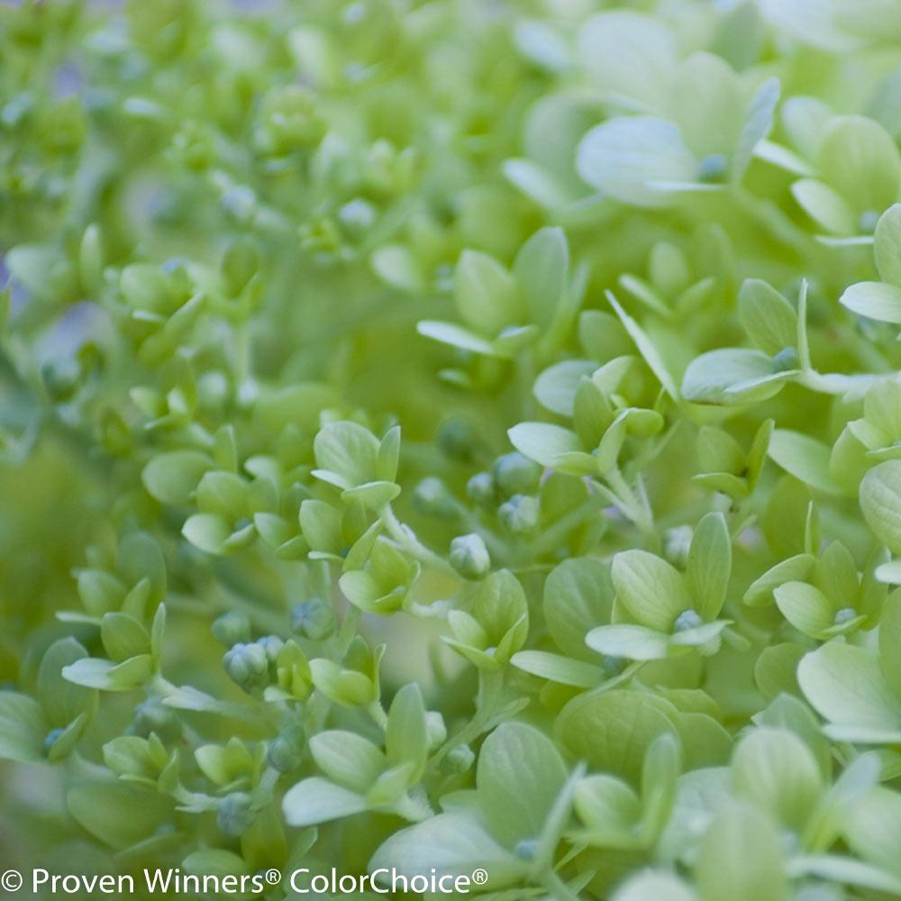 Proven Winners® Little Lime® Hydrangea Tree - Image 2