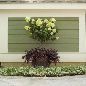 Proven Winners® Little Lime® Hydrangea Tree