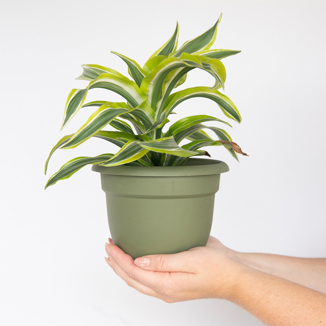 Bloem Ariana Self-Watering Planter in Living Green - Image 4