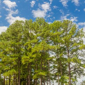 Loblolly Pine Tree