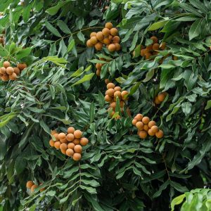 Longan Tree