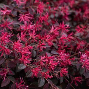 Bloomables® Cerise Charm Loropetalum