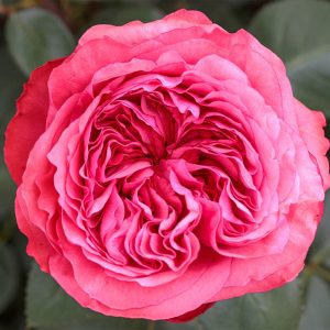 Bloomables® Loves Me, Loves Me Not™ Rose Shrub