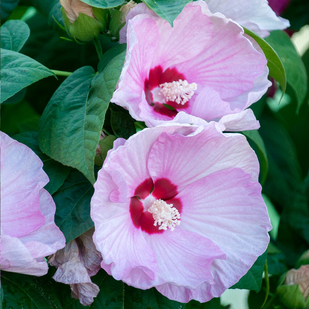 Luna Pink Swirl Hibiscus - Image 2