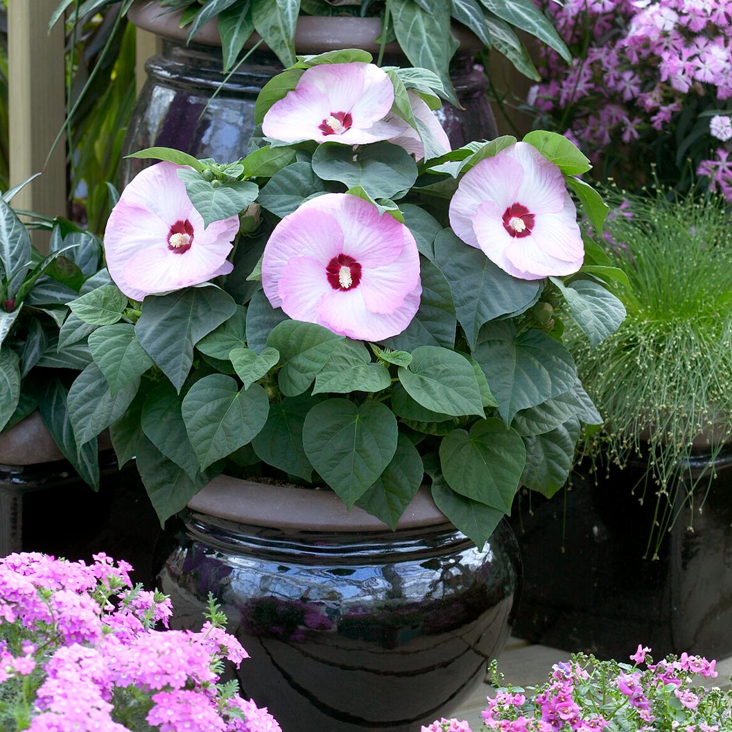Luna Pink Swirl Hibiscus - Image 3