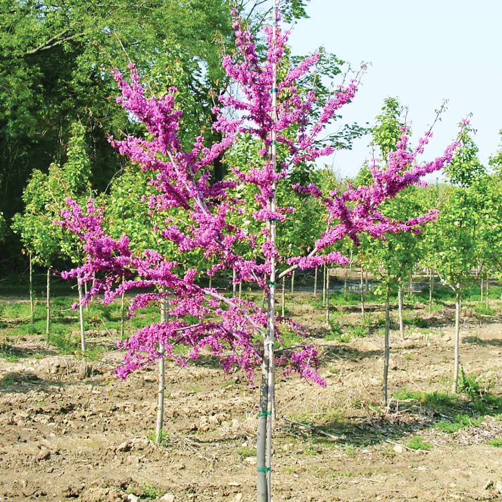 Luscious Lavender™ Redbud Tree - Image 2