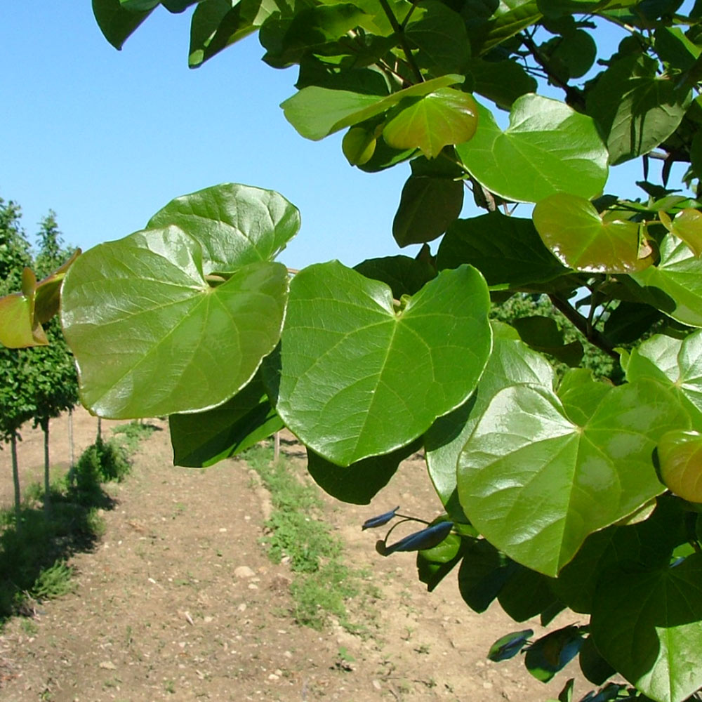 Luscious Lavender™ Redbud Tree - Image 3