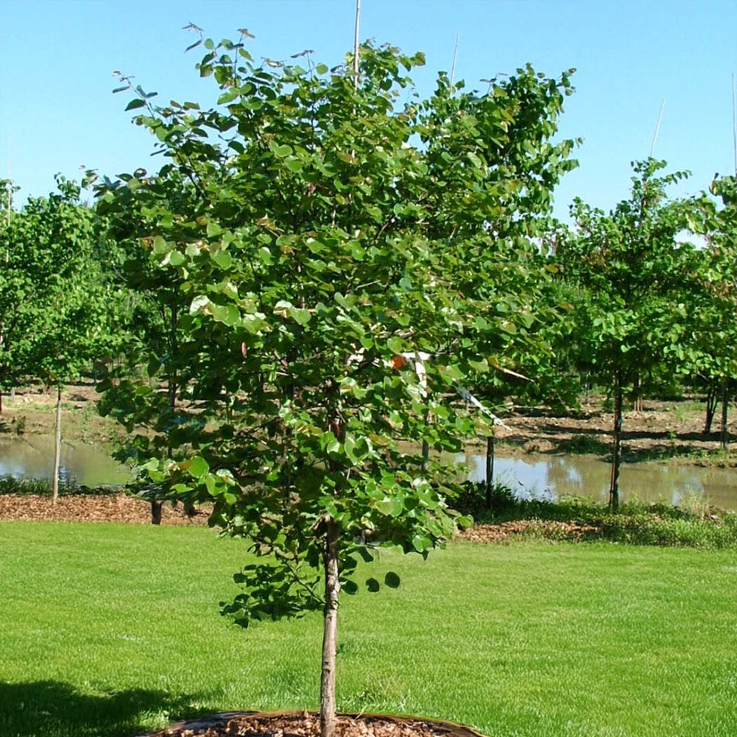 Luscious Lavender™ Redbud Tree - Image 4