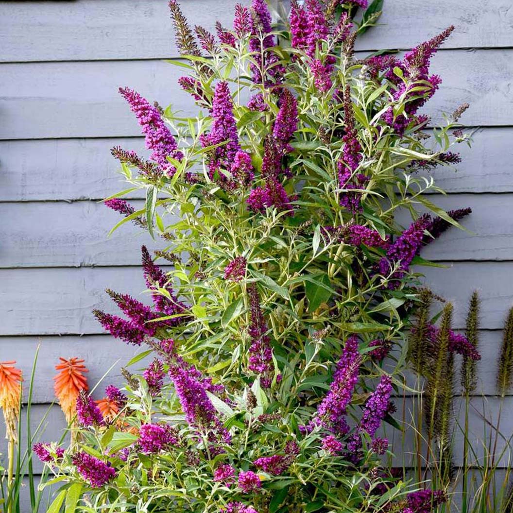 Southern Living® Magenta Butterfly Towers™ Butterfly Bush - Image 2
