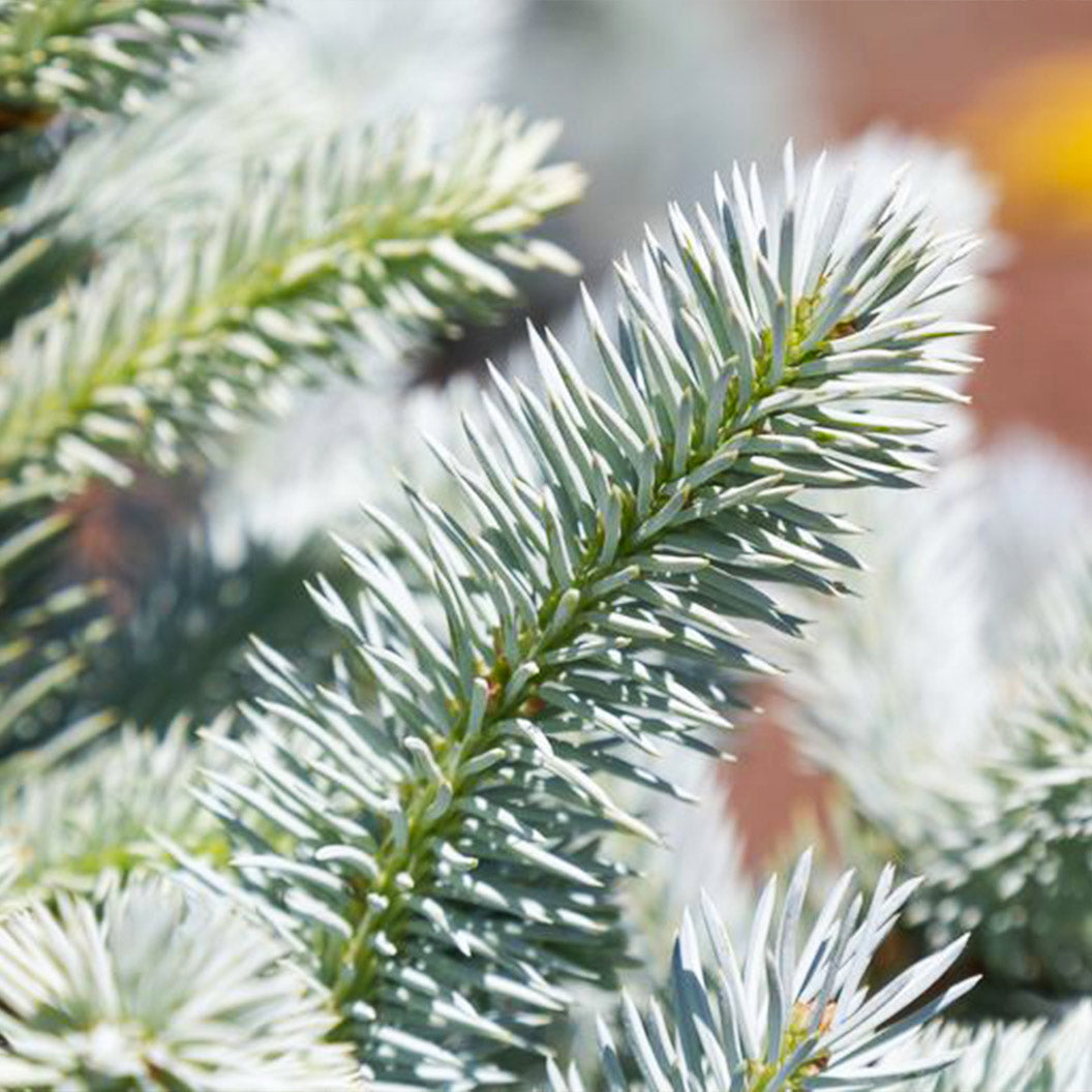 Monty® Blue Spruce Tree - Image 2