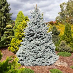 Monty® Blue Spruce Tree