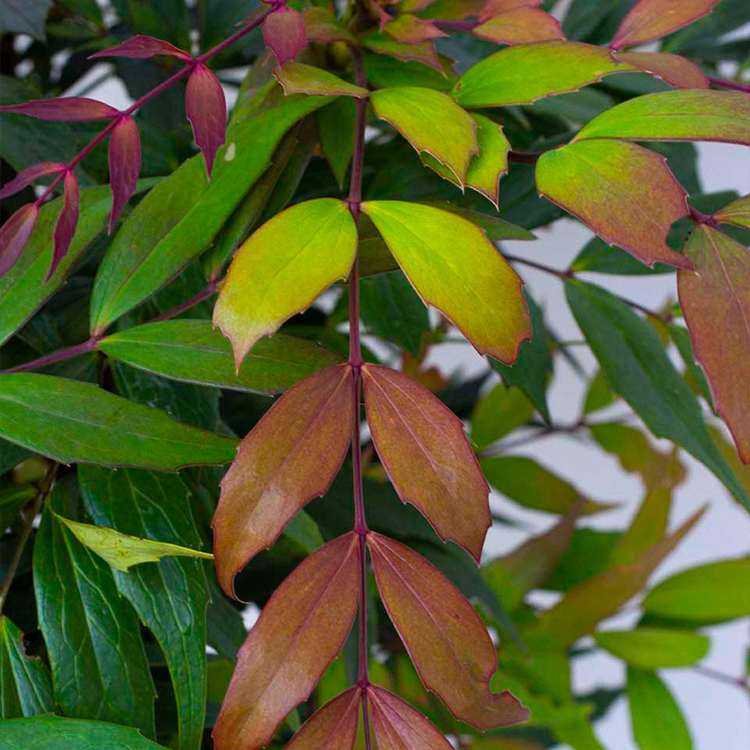 Groovy Glow™ Mahonia Shrub - Image 2