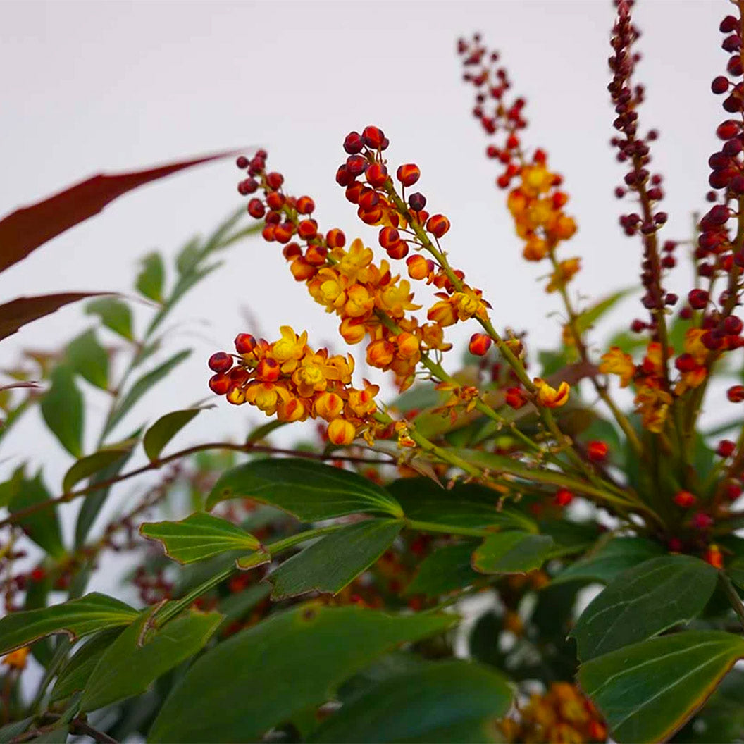 Groovy Glow™ Mahonia Shrub - Image 3