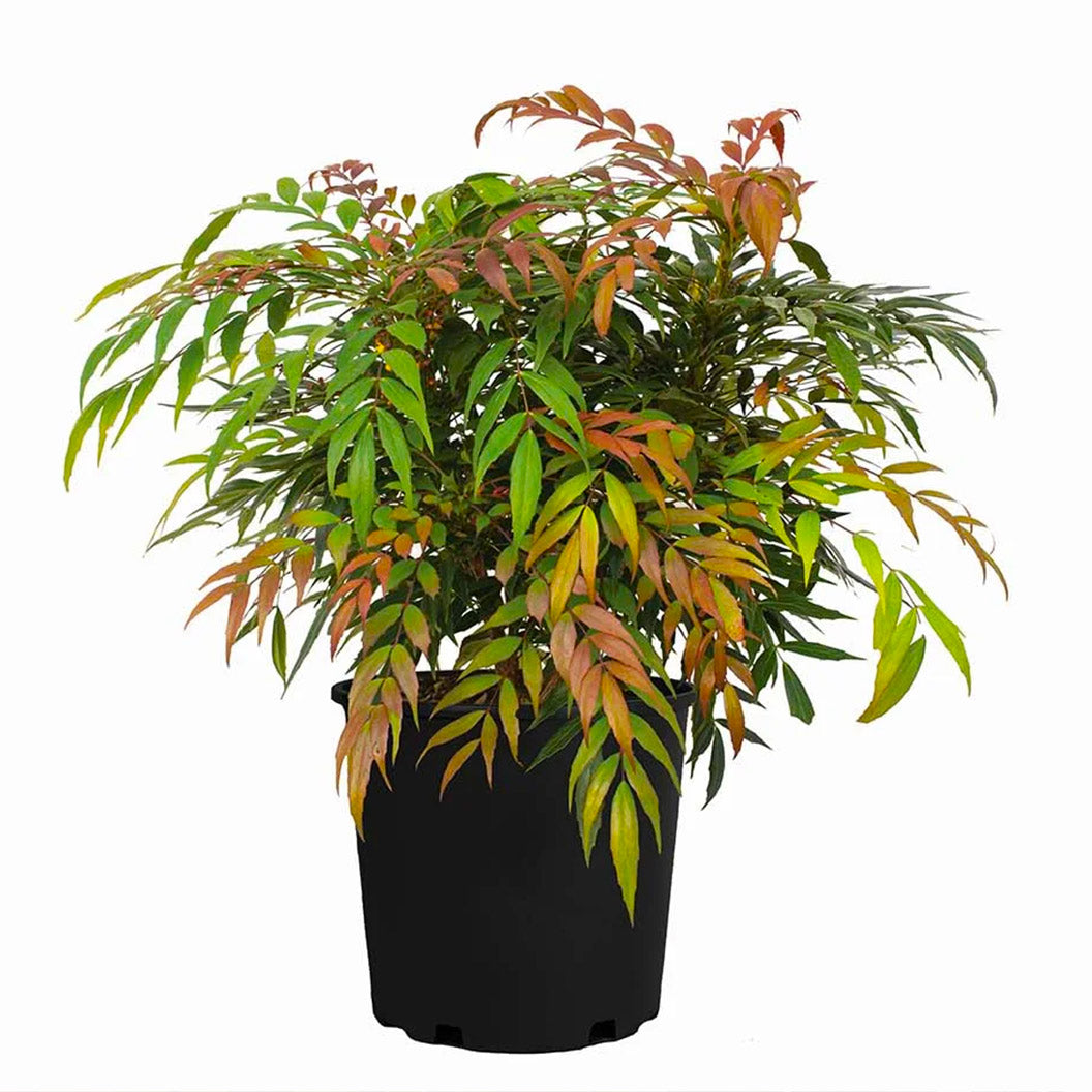 Groovy Glow™ Mahonia Shrub - Image 4