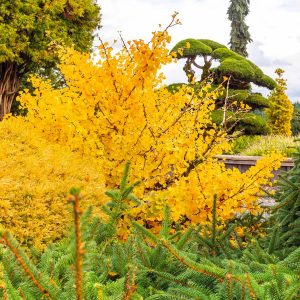 Mariken Maidenhair Tree