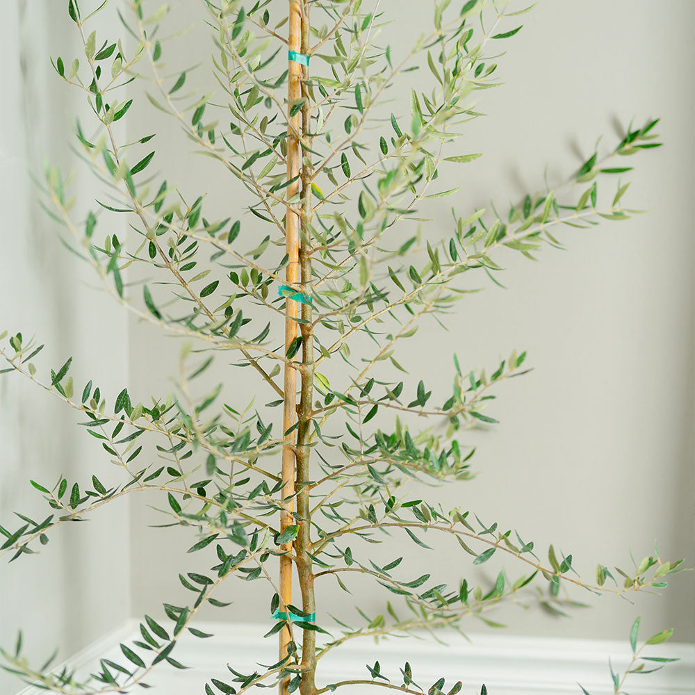 Manzanillo Olive Tree - Image 2