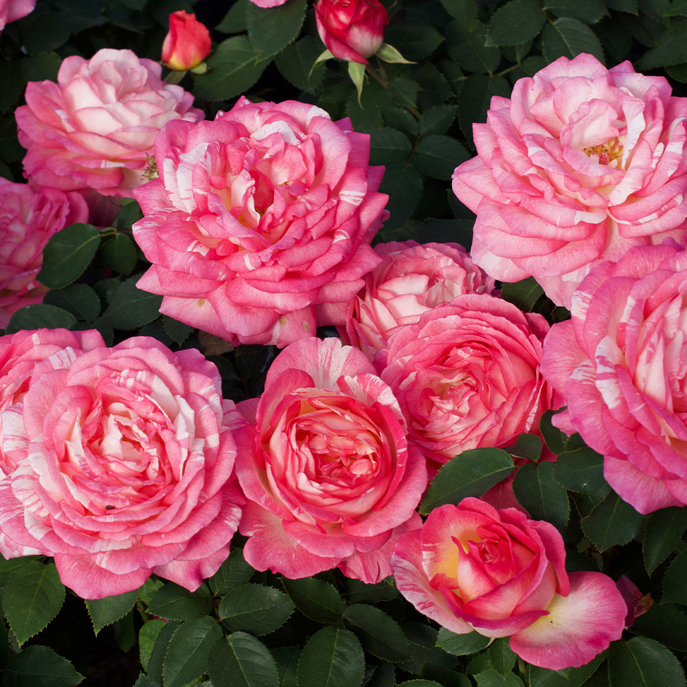Marc Chagall Rose Tree - Image 2