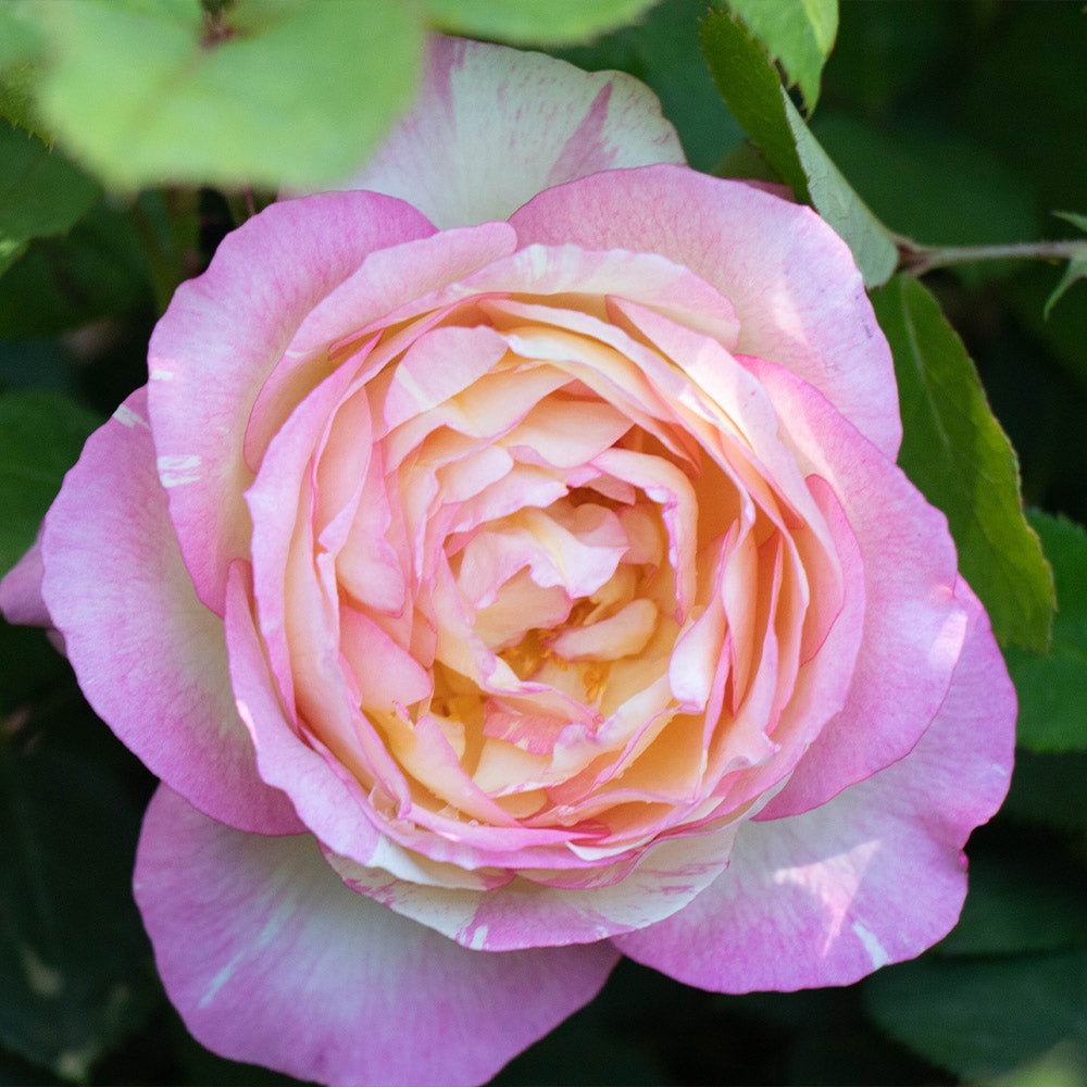 Marc Chagall Rose Tree - Image 3