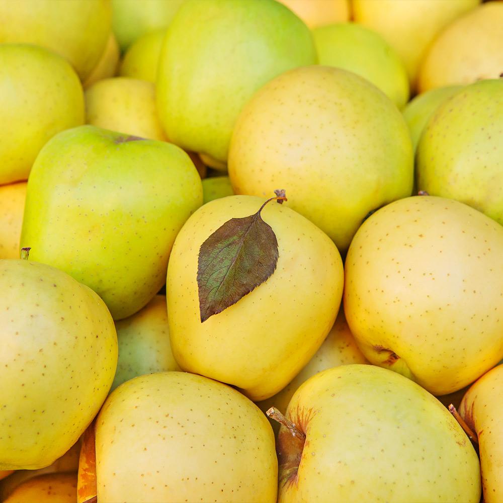 Mutsu (Crispin) Apple Tree - Image 2
