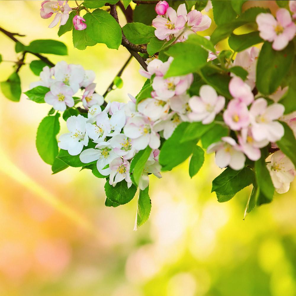 Mutsu (Crispin) Apple Tree - Image 4