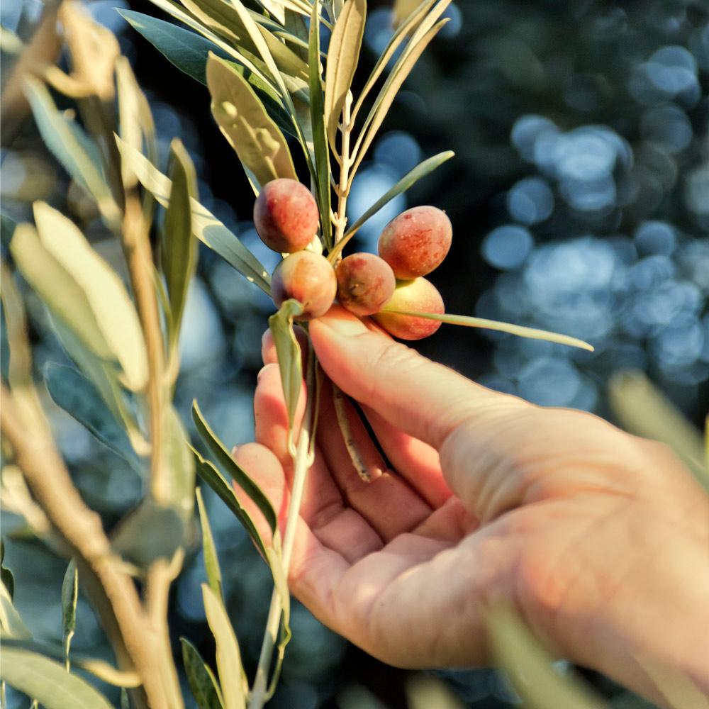 Maurino Olive Tree - Image 2