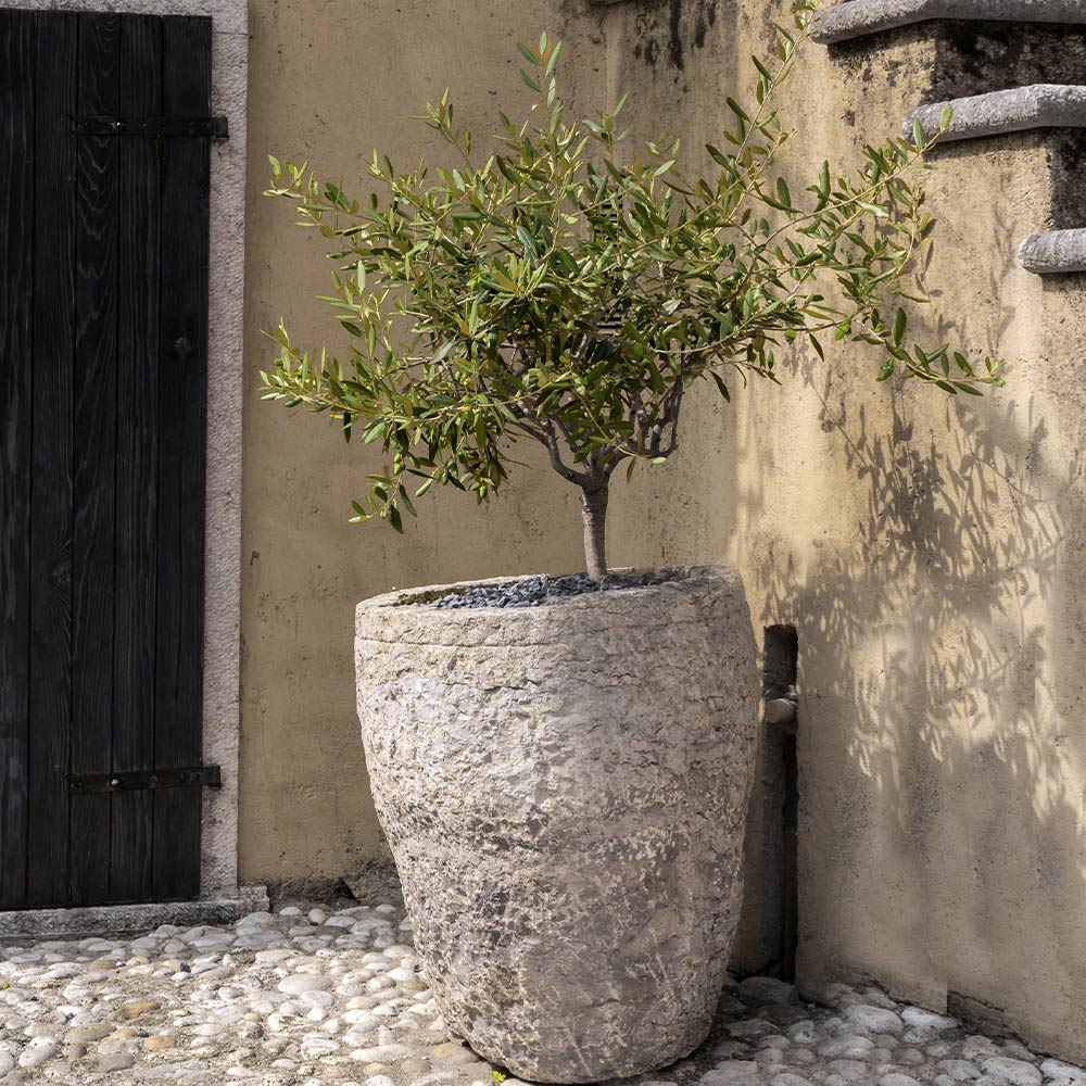 Maurino Olive Tree - Image 3