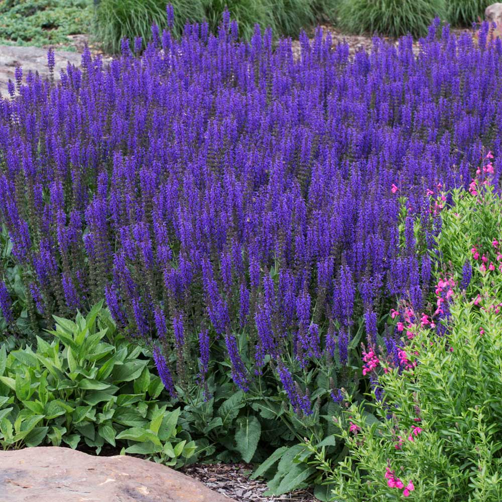 May Night Salvia - Image 3