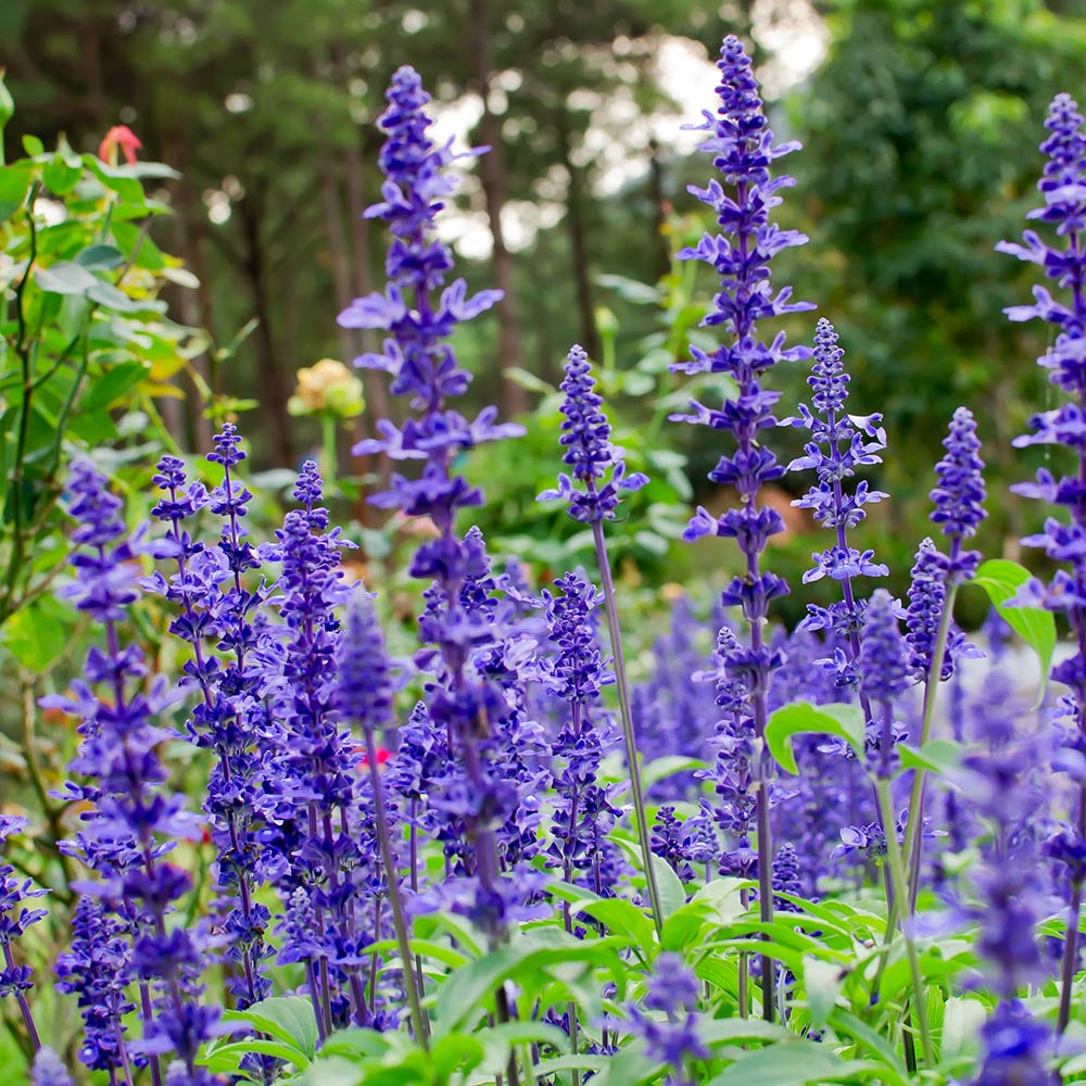 May Night Salvia - Image 2