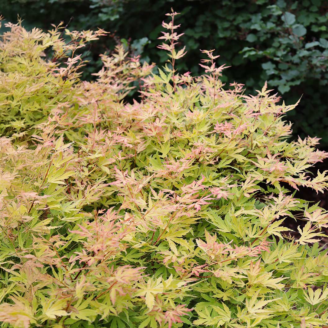 Proven Winners® Metamorphosa® Japanese Maple Tree - Image 2