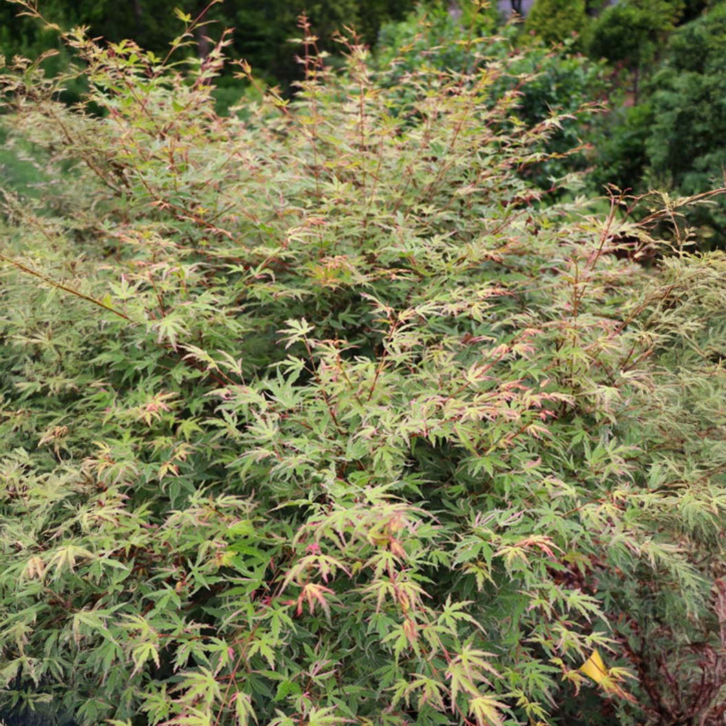 Proven Winners® Metamorphosa® Japanese Maple Tree - Image 3