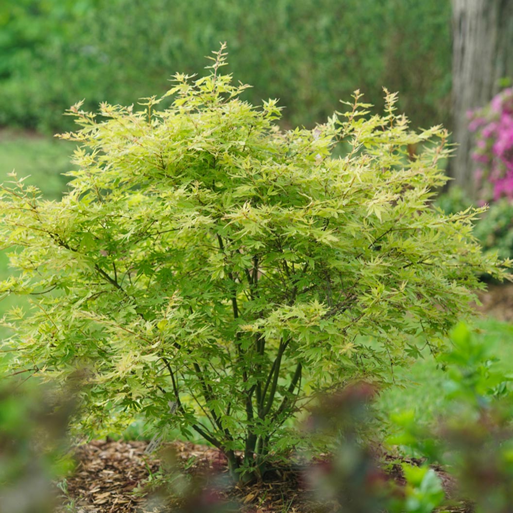 Proven Winners® Metamorphosa® Japanese Maple Tree - Image 4