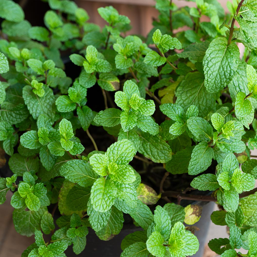Mojito Mint Plant - USDA Organic - Image 3