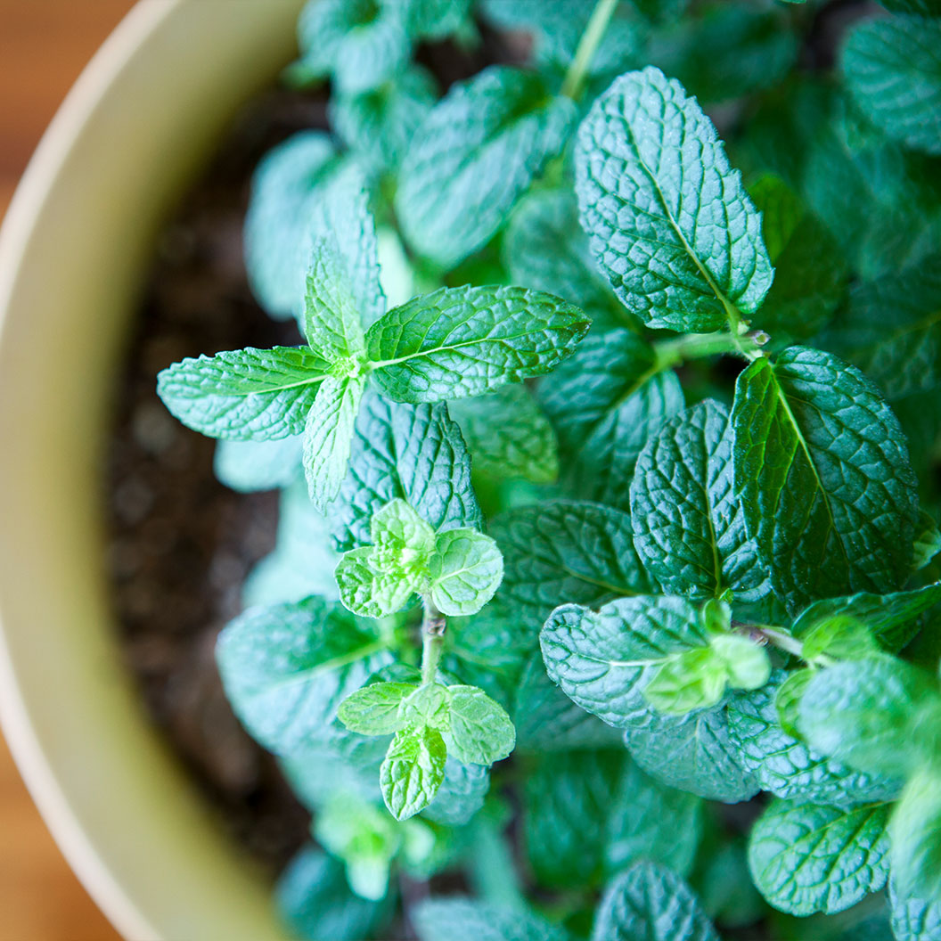 Mojito Mint Plant - USDA Organic - Image 2