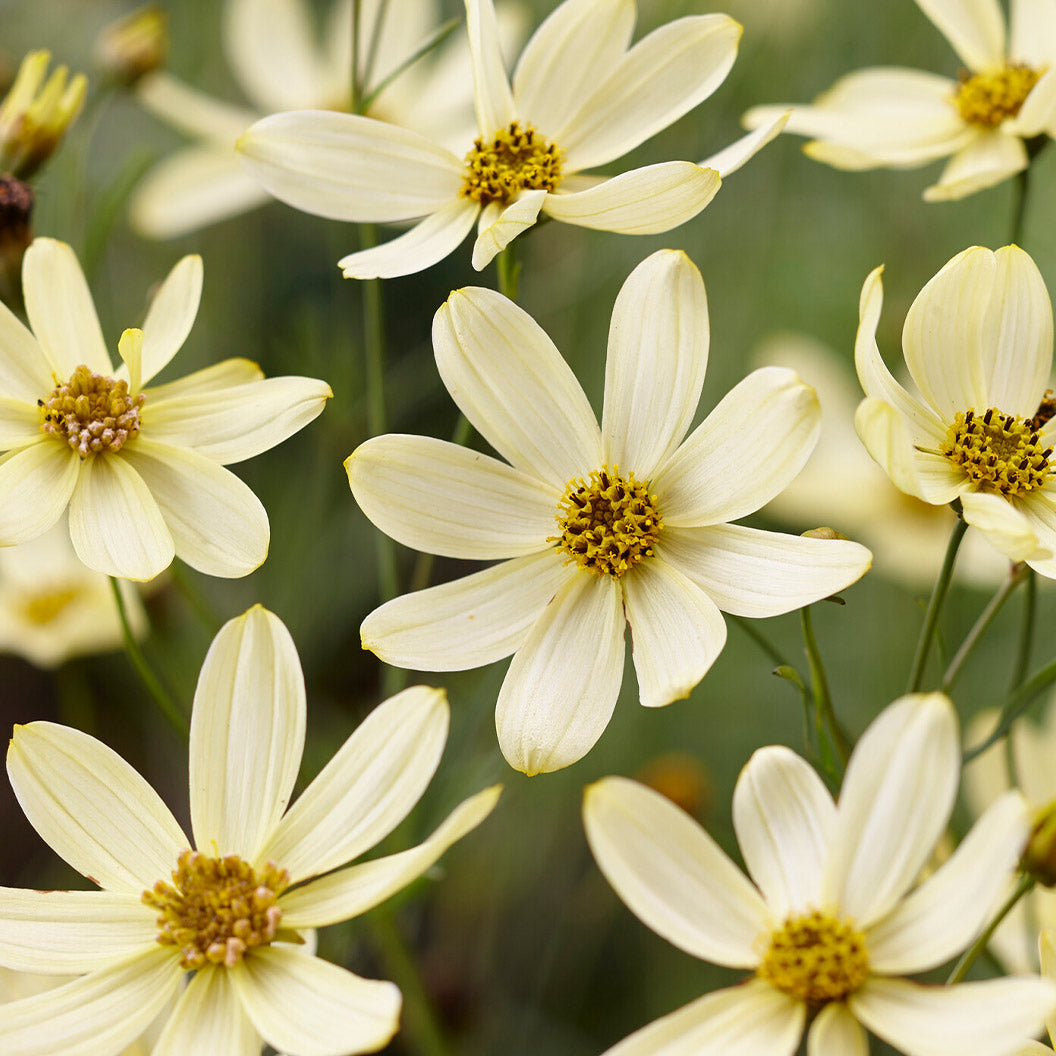 Moonbeam Coreopsis Plant - Image 2