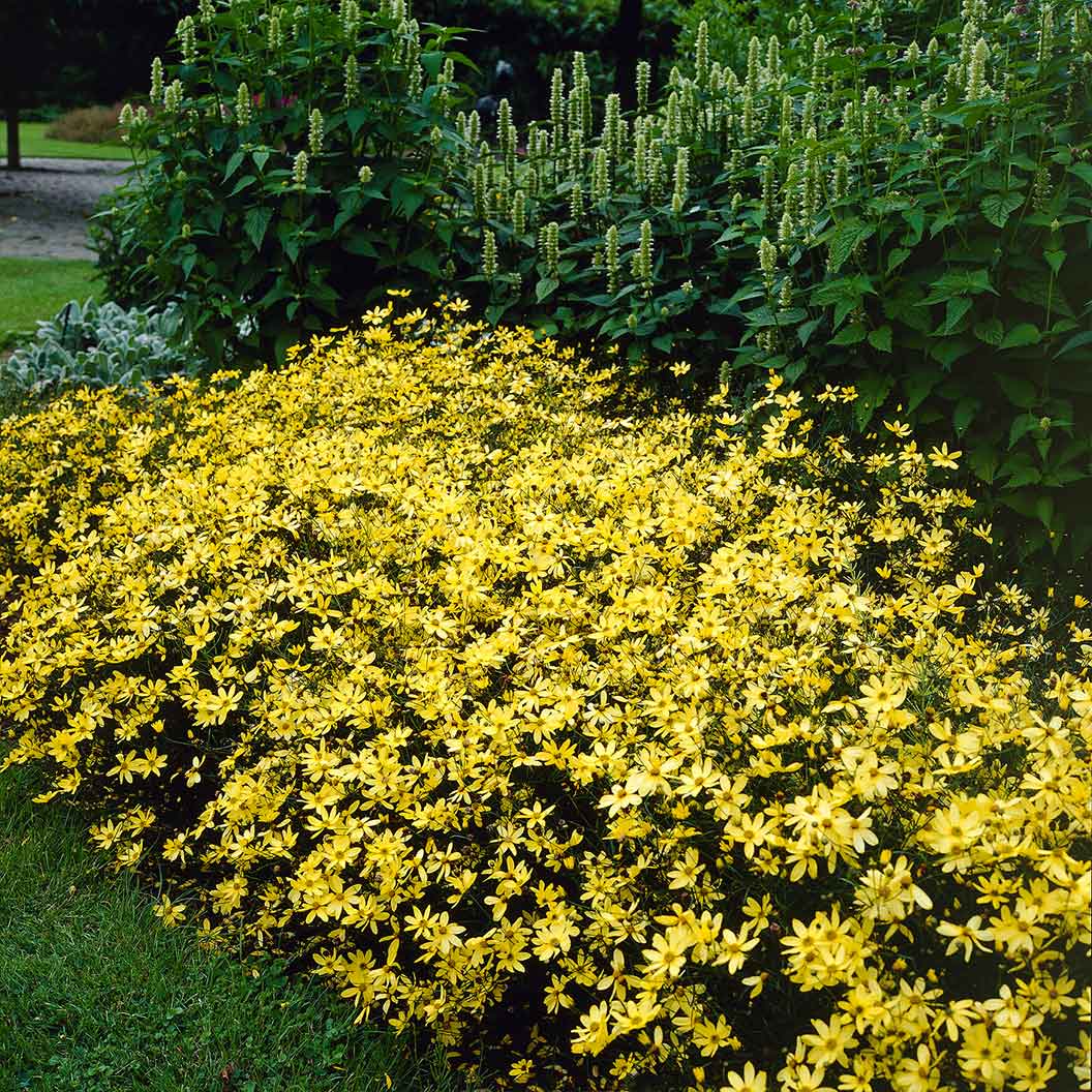 Moonbeam Coreopsis Plant - Image 3