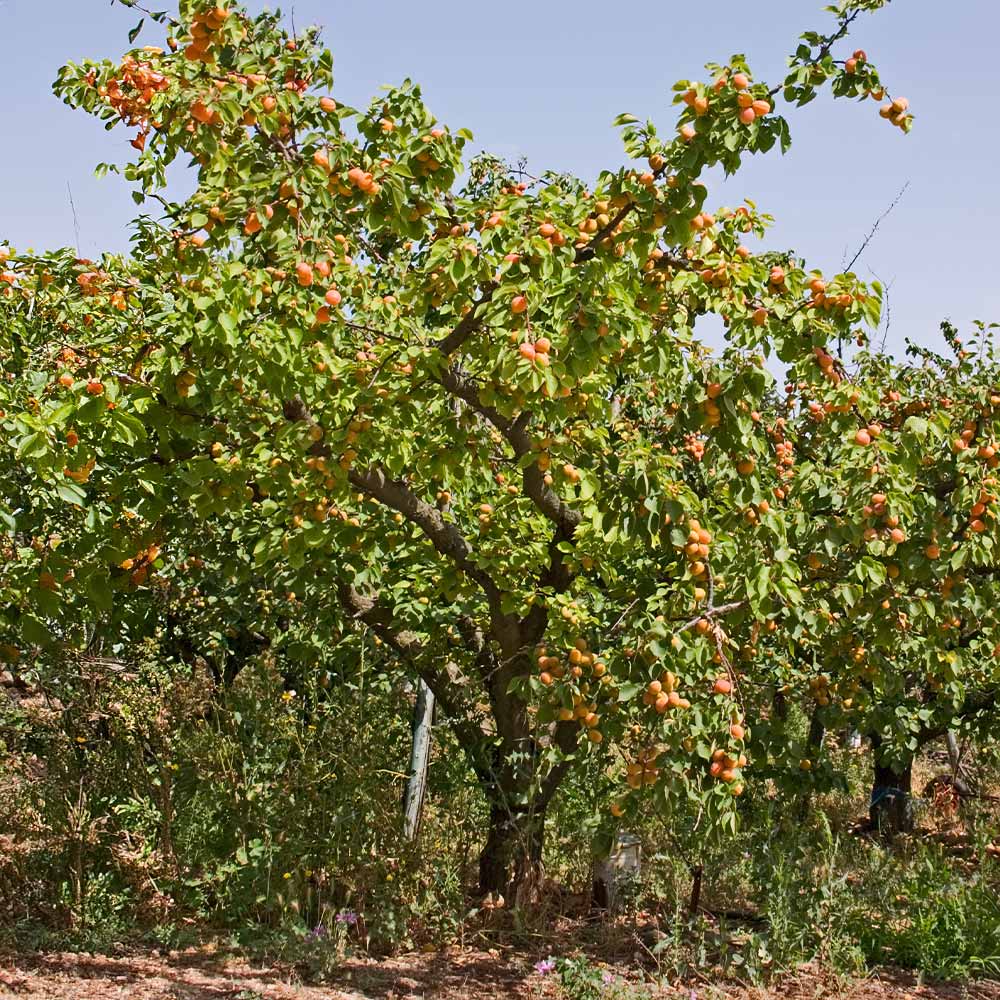 Moorpark Apricot Tree - Image 2