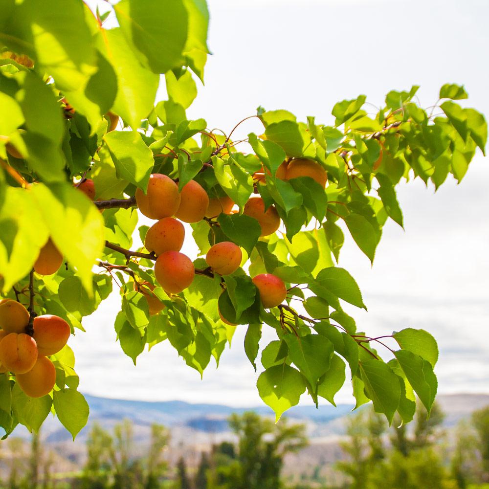 Moorpark Apricot Tree - Image 3