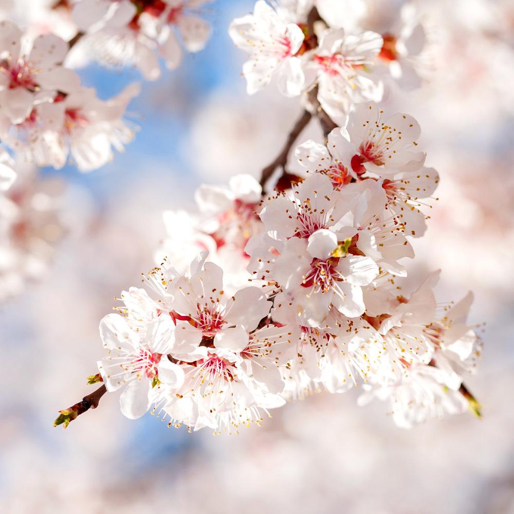 Moorpark Apricot Tree - Image 4
