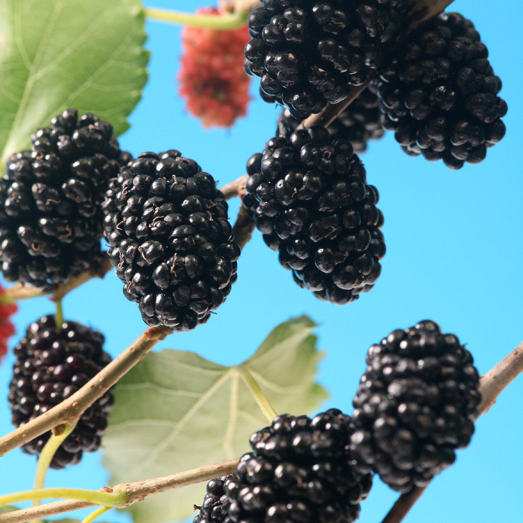 MojoBerry® Mulberry Bush - Image 2
